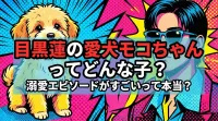 目黒蓮の愛犬モコちゃんってどんな子？溺愛エピソードがすごいって本当？